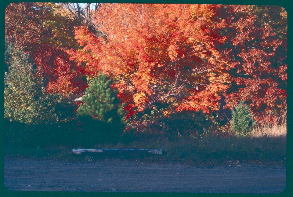 Autumn Leaves 1981 Mayflower cabin hidden